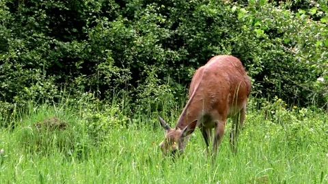 Deer on a spring pasture. Stock Footage 131664946