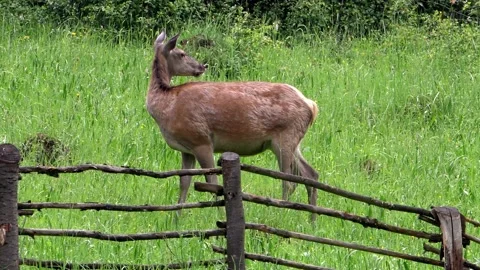 Deer on a spring pasture. Stock Footage 131699322