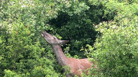 Deer on a spring pasture. Stock Footage 131707901