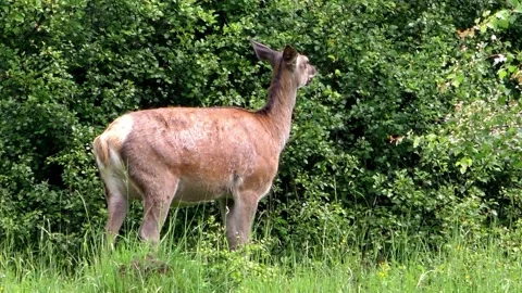 Deer on a spring pasture. Stock Footage 131739862
