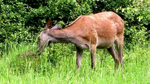 Deer on a spring pasture. Stock Footage 131742622
