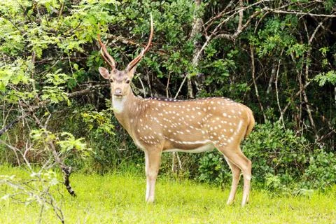 A deer in Sri Lanka Stock Photos