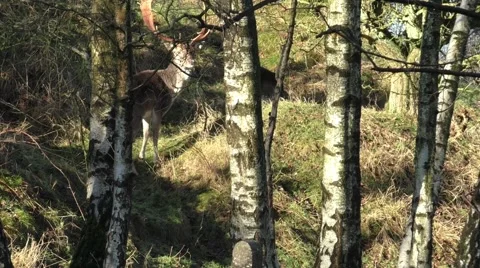 Deer - Stag with Doe's.mp4 Stock Footage 45599545