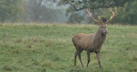 Deer stag Stock Footage 119799419