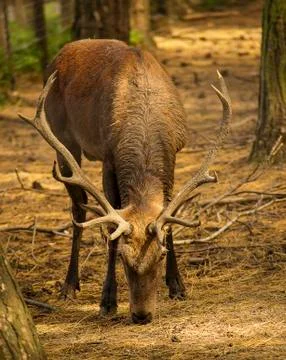 Deer stag in the forest Stock Photos