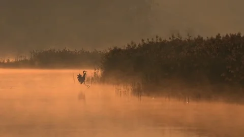Deer stag moves slowly through calm water at sunrise, surrounded by fog and.. Video stock 318489357