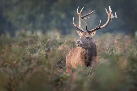 Deer Stag Stock Photos
