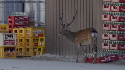 Deer, stag, roe. moose on the street of big city/metropoly Stock Footage 80426943