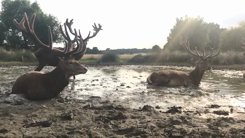 Deer Stags in mud Video stock 106577235