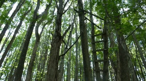 Deer stand in the middle of the woods Stock Footage 52357879