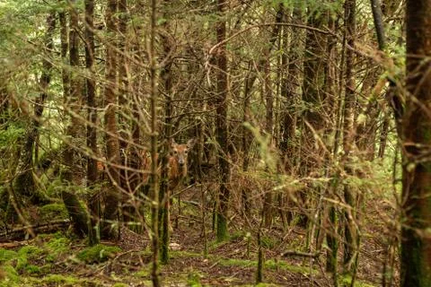 Deer standing between trees looks to the camera in smoky mountains national p Stock Photos