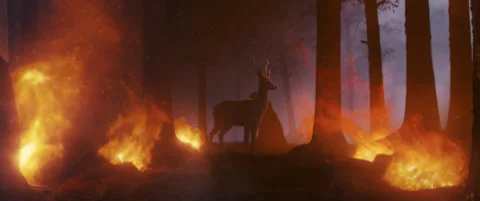 Deer standing in burning forrest Stock Footage 150151808