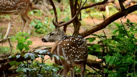 Deer standing close to plants and eating leaves Stock Footage 108727402