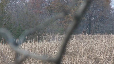  Deer Standing in a Corn Field Overcast Wide Shot  Video stock 92173765