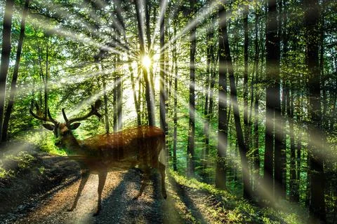 Deer standing in a deciduous forest through which the sun shines Stock Photos