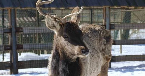 A deer standing in an enclosure. Stock Photos