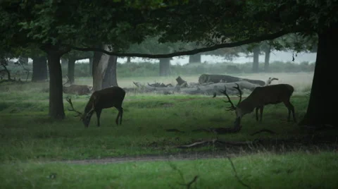 Deer standing in the for in England Stock Footage 54836932