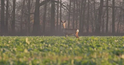 Deer Standing in the Field Far Away Stock Footage 140547576