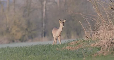 Deer Standing in the Field Far Away Stock Footage 140622416