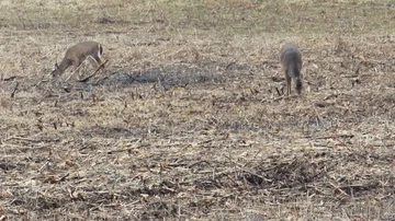 DEER STANDING IN A FIELD Stock Footage 85568387