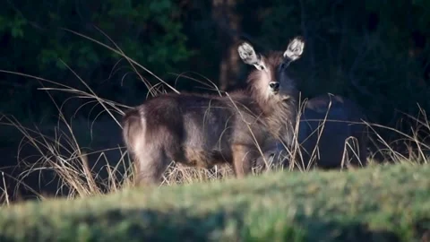 A deer standing in a field Stock Footage 155396838