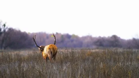  Deer Standing in Field Stock Footage 323141514