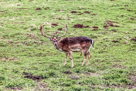 A deer is standing in a field with its head up Foto stock