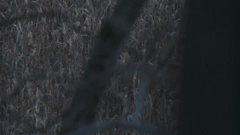  Deer Standing in a Field Night Mid Shot Stock Footage 92169462