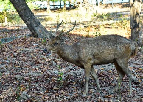 A deer standing on field Foto stock