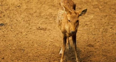 A deer standing in a field. Stock Photos