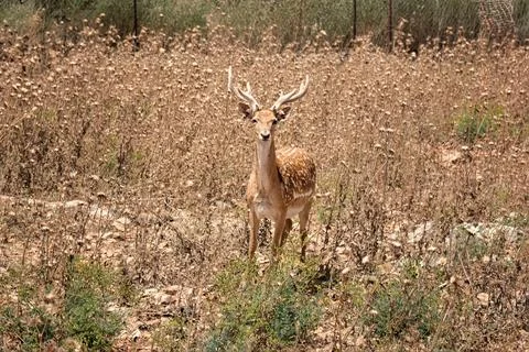 A deer standing in a field Stock Photos