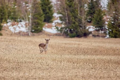 Deer standing in field. Foto stock