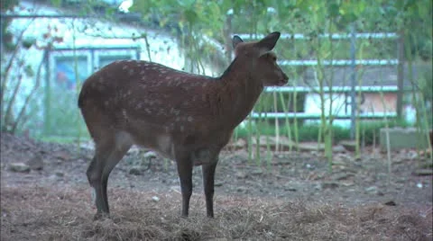 Deer standing Stock Footage 11078786
