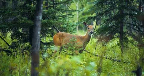 A deer is standing in a forest clearing. Stock Photos