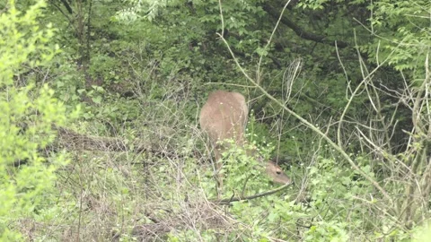 A deer is standing in a forest with lots of brush Stock Footage 308762469