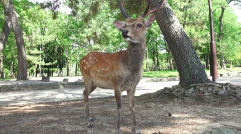 Deer Standing In Forest Park In Nara Japan 02 Stock Footage 49669713