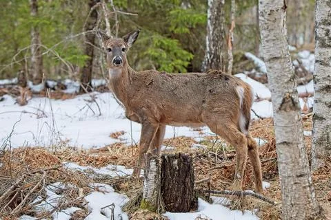 Deer standing in forest. Stock Photos