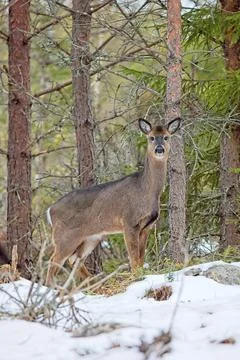 Deer standing in forest. Stock Photos
