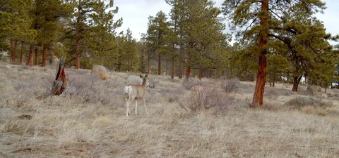 Deer Standing in Forest, Slow Motion Shot Stock Footage 109489804
