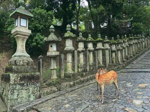 Deer standing in front of the Stone lanterns in Kasuga-taisha shrine Video stock 71184891