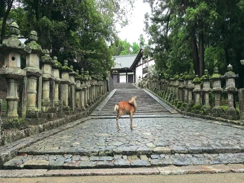 Deer standing in front of the Stone lanterns in Kasuga-taisha shrine Video stock 71185608
