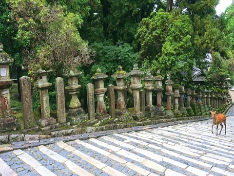Deer standing in front of the Stone lanterns in Kasuga-taisha shrine Stock Footage 71189221