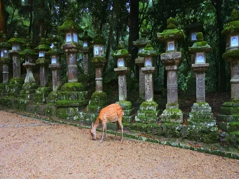 Deer standing in front of the Stone lanterns in Kasuga-taisha shrine Stock Footage 71192722