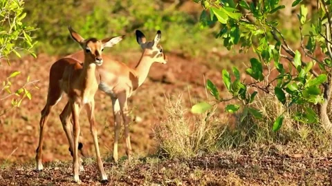 Deer Standing in Grass Stock Footage 310855216