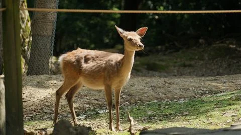 Deer Standing on Grass in Forest Stock Photos