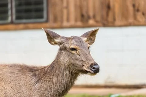 Deer standing on the grass. Stock Photos