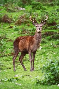 Deer Standing on the Grass Stock Photos