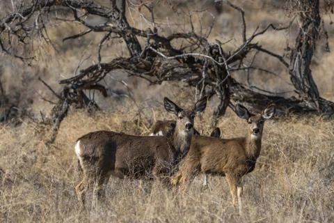 Deer standing in the grass Stock Photos