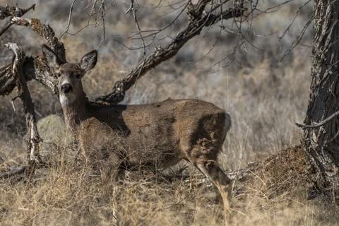 Deer standing in the grass Stock Photos