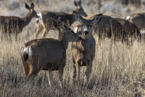 Deer standing in the grass Stock Photos